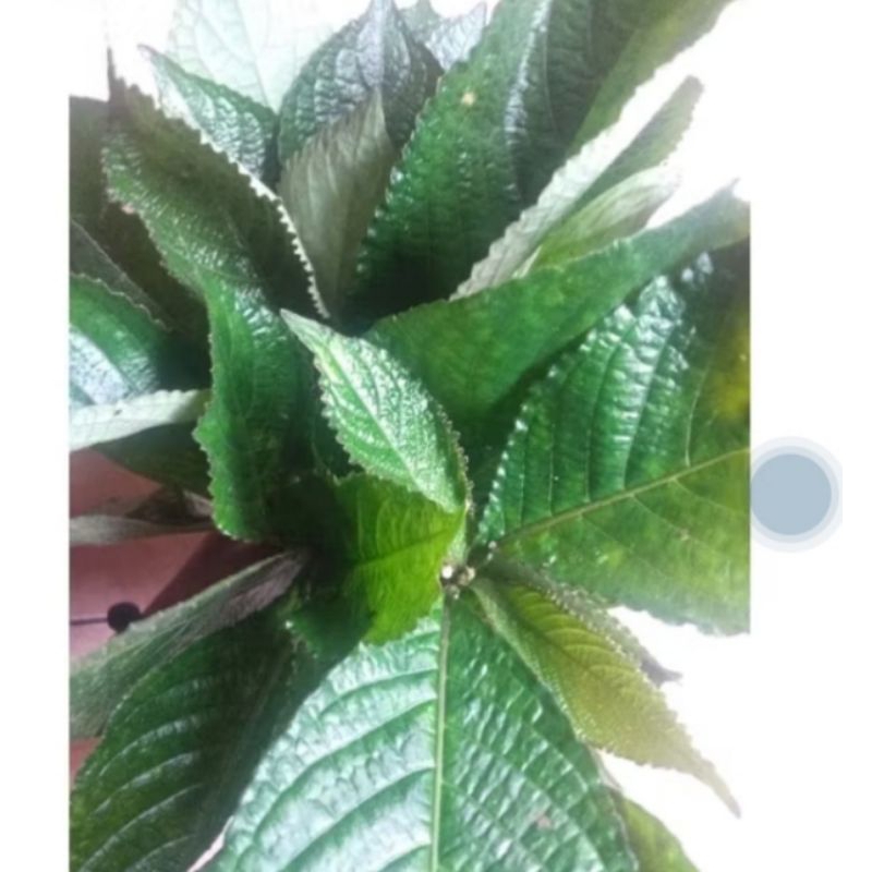 

daun belimbing 200 grm