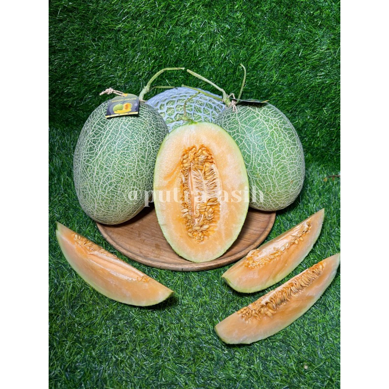 

Melon Midori Hyroponik 1 Buah