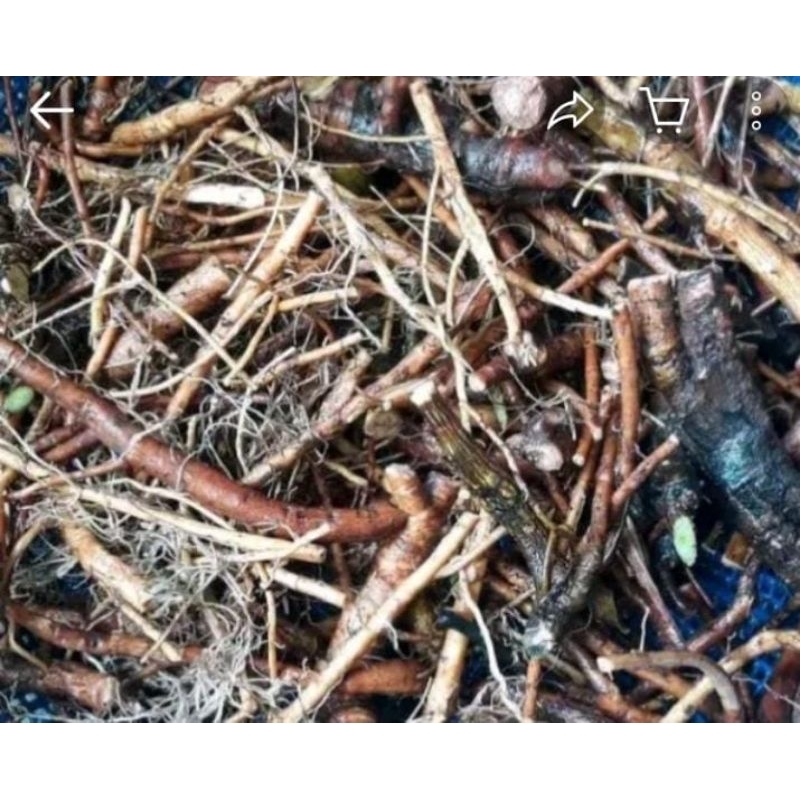 

akar putri malu fres 250 gram