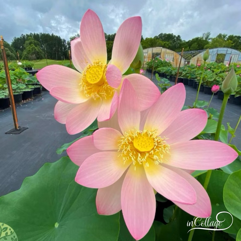 1 nelumbo nucifera Benih Bibit Biji - Bunga Lotus Nelumbo Pink Parfait Flower Seeds - IMPORT