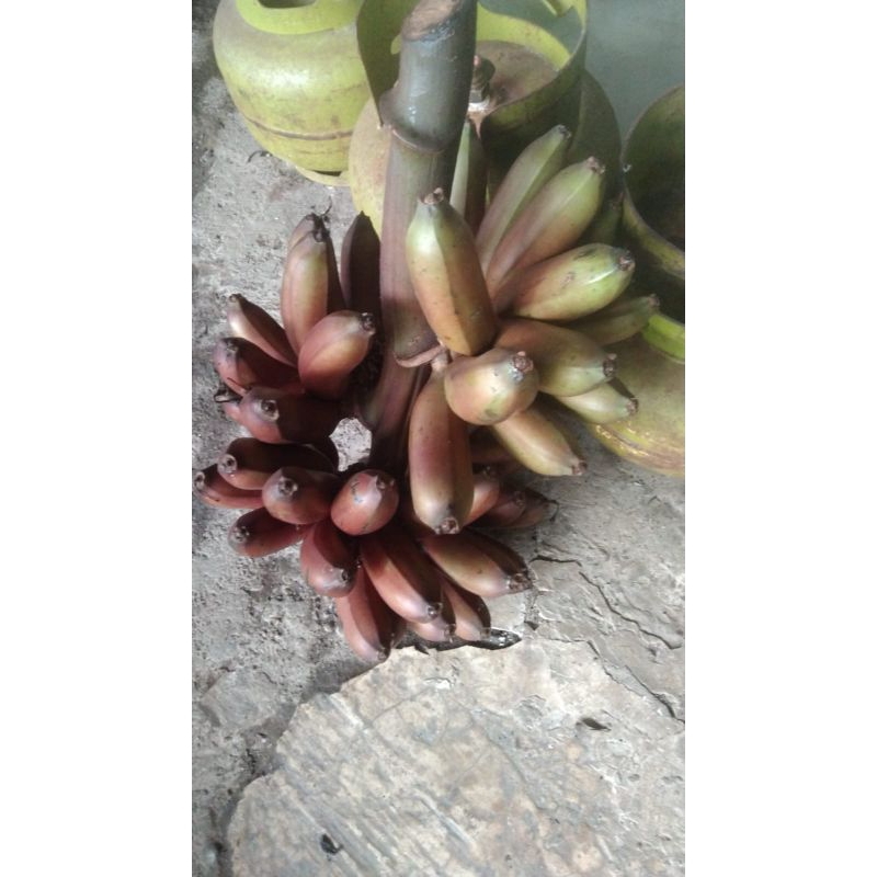 

pisang merah/ pisang hurang 1 tandan