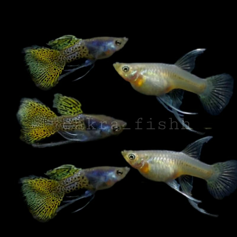 Hiasan akuarium Guppy metal yellow Lace normal & ribbon