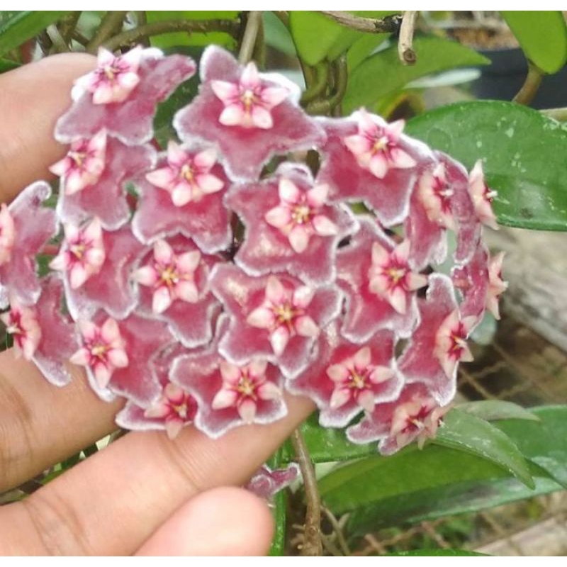 Hoya Pubycalix Splash