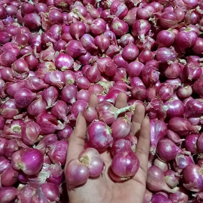 

Bawang Merah Kualitas Super 250 gram | Bawang Merah Kering Super