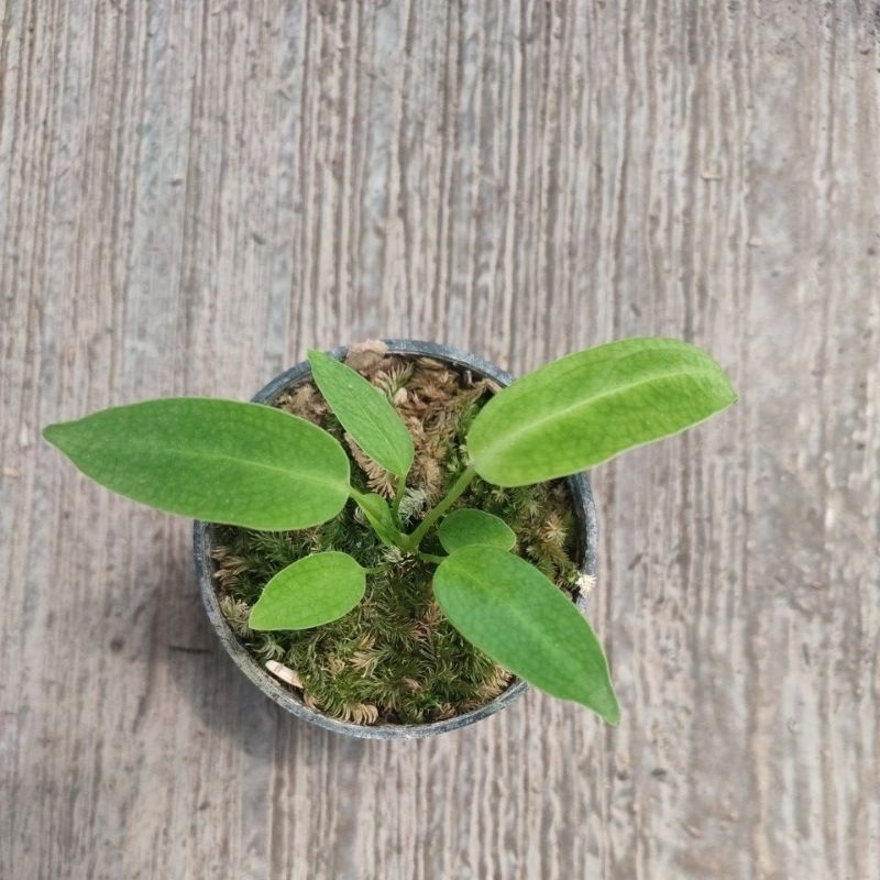 Waroquanum/Lidah Gajah Uk baby