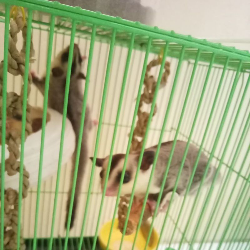 Sugar Glider White Face