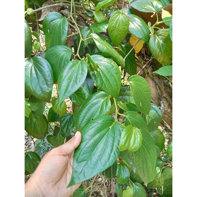 

Daun sirih hijau segar asli dari pegunungan 25 lembar/ pesan baru petik.