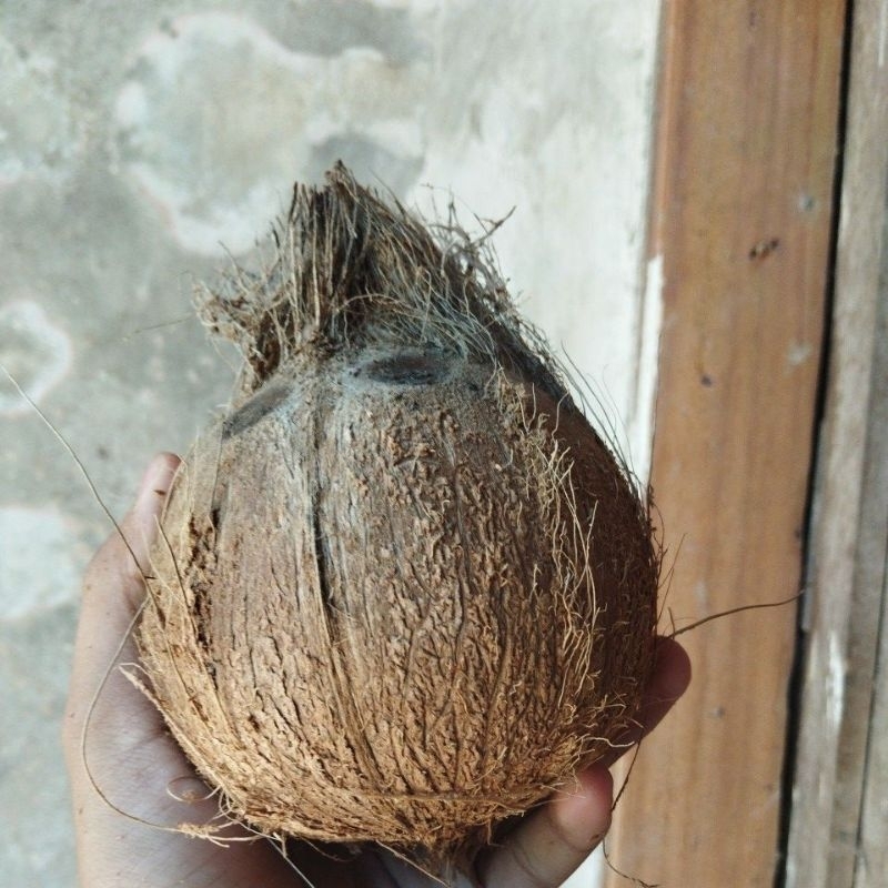 

Kelapa Tua dijamin joss dari Jawa Tengah