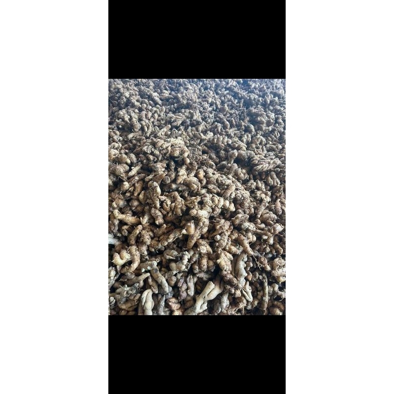 

Kencur Paris Lokal daging Putih