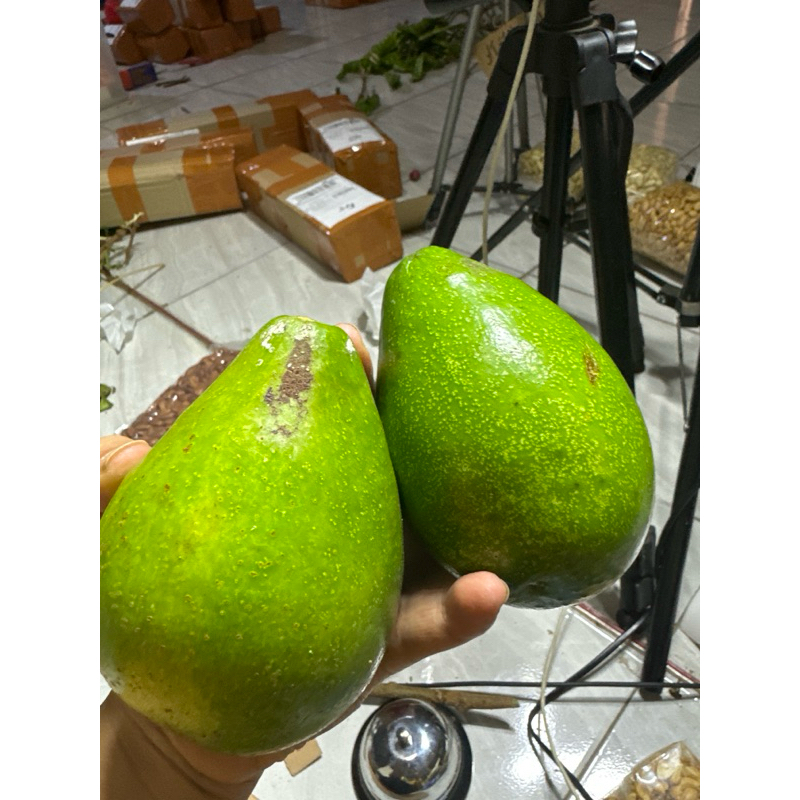 

alpukat tua belum matang berat 1 kg