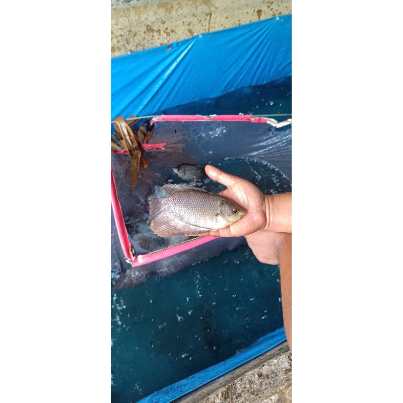 BIBIT GURAME 4JARI FULL