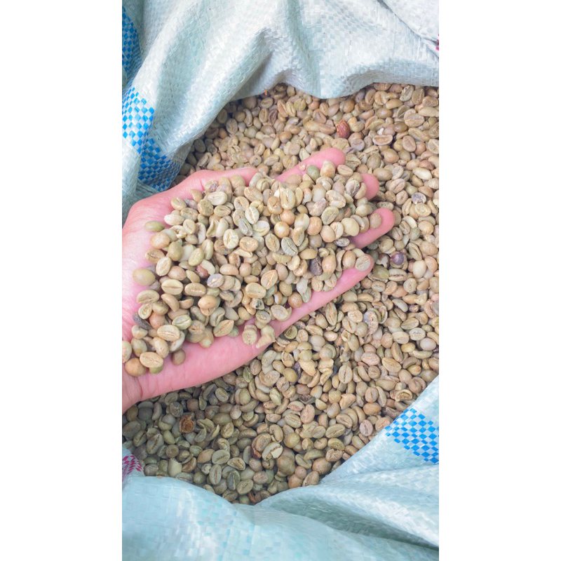

kopi robusta fress asli pagaralam 50kg