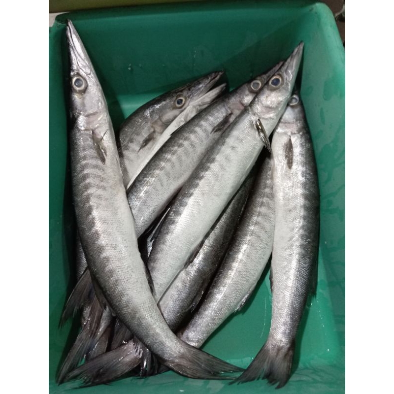 

IKAN BARAKUDA FRESH