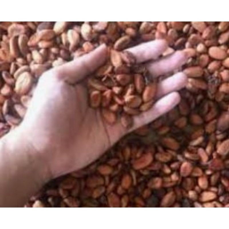 bibit/biji kopi coklat 1kg