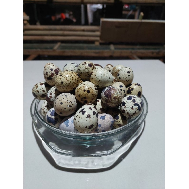 

TELUR PUYUH FRESH MENTAH PER 25 BUTIR