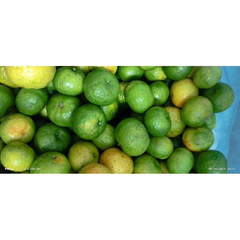 

Buah Jeruk Limau
