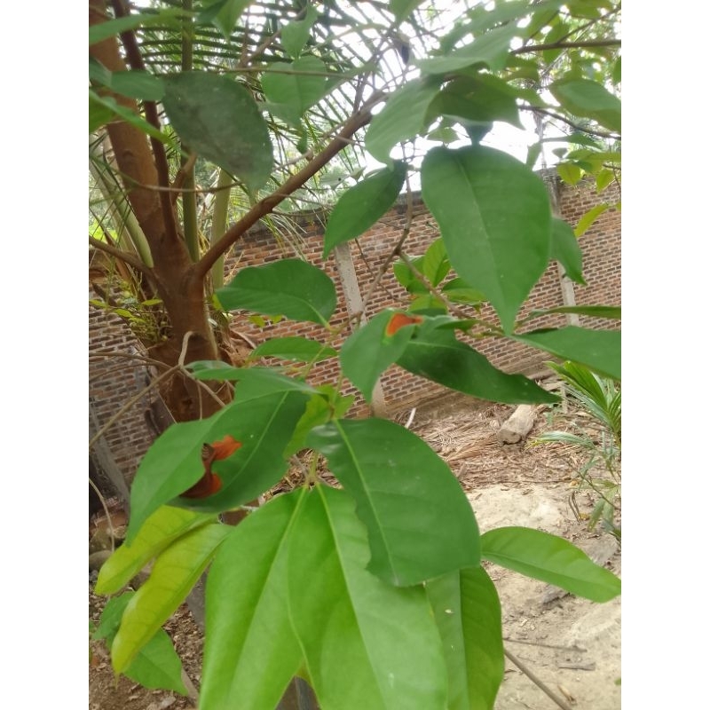 

Daun salam fresh 10 lembar