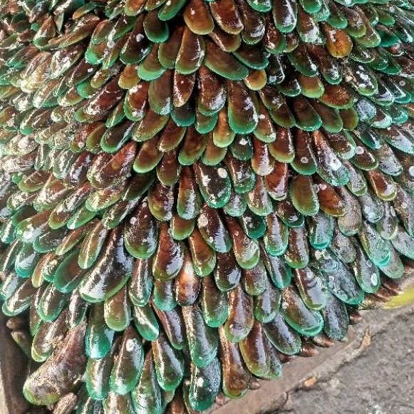 

Kerang hijau