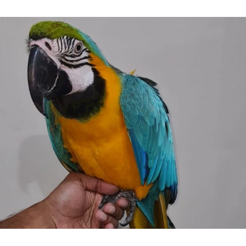 burung Parbeng jinak macaw BNG