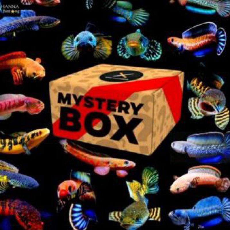 misteri box chana ANTI ZONK 100%
