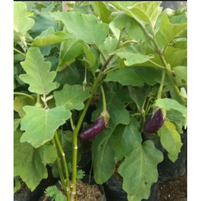 PROMO Bibit Terong Ungu - Tanaman Terong Ungu Siap Berbuah