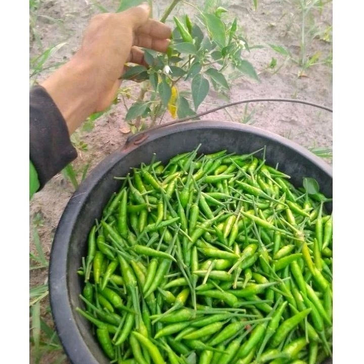 

Buah cabai rawit hijau fresh