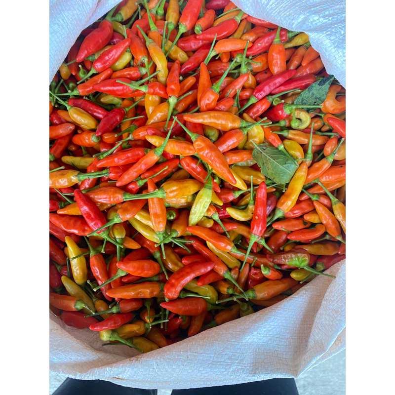 

CABE RAWIT MERAH 1kg | Cabe Rawit Segar Termurah 1kg | Cabe rawit merah 1kg / Cabai rawit merah 1 kg / Lombok rawit Merah Fresh 1 kg cabe rawit setan packing kardus | Cabe Rawit Merah 1 kg