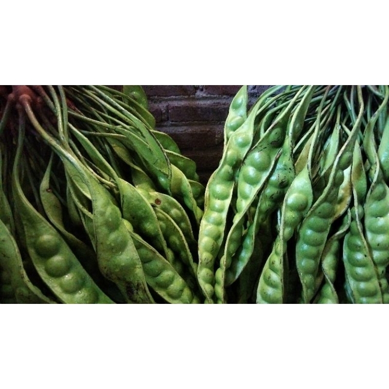 

petai pete baru petik dari kebun sendiri per 15 papan