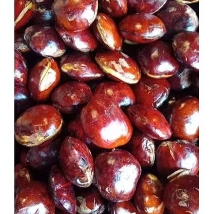 

Jengkol