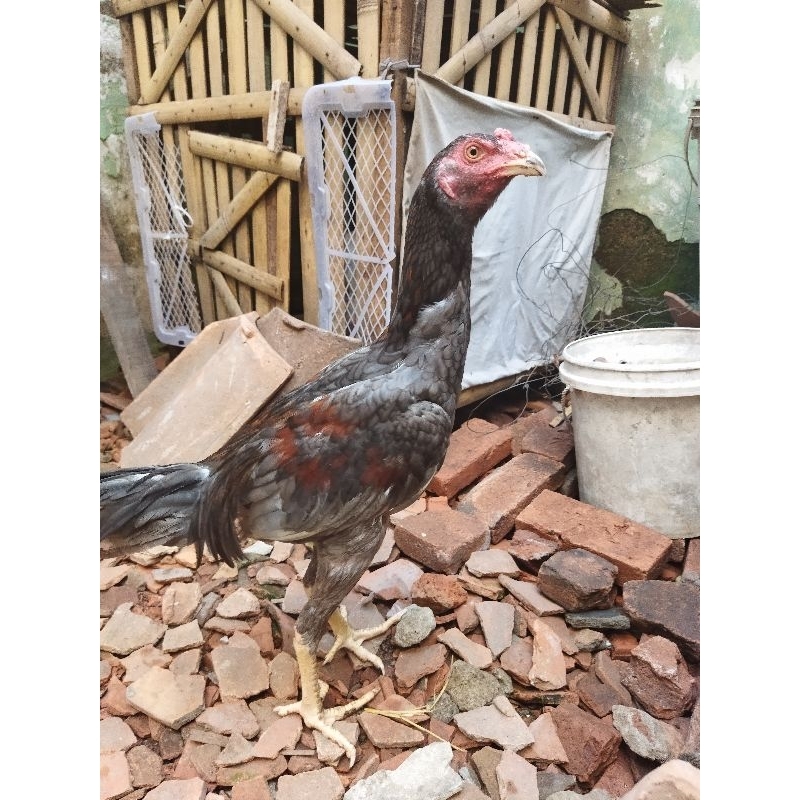 Ayam bangkok x plucker umur 6 bln