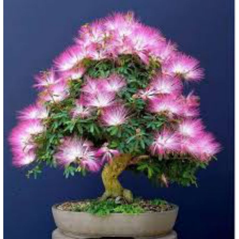 bahan bonsai bunga kaliandra surinamensis - tanaman bunga kaliandra bahan bonsai