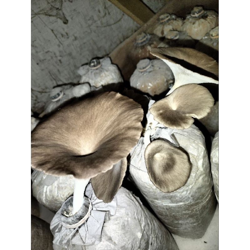 

baglog tiram coklat grosir