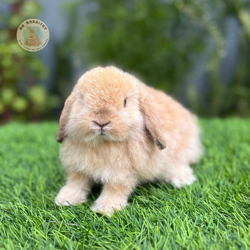 Kelinci Holland Lop Orange