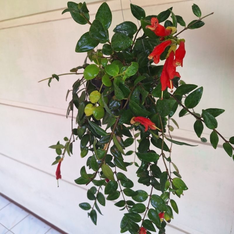 Tanaman Hias Gantung Lipstik - Tanaman Hias Gantung - Tanaman Lipstik Gantung Kondisi rimbun dan ber