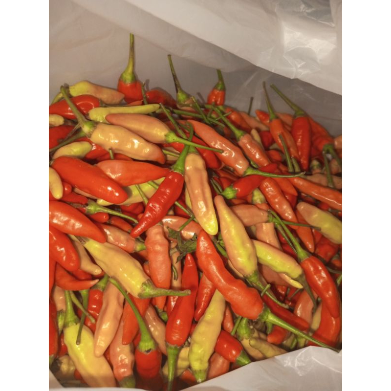 

cabe/ cabai rawit merah kemasan 1 kg