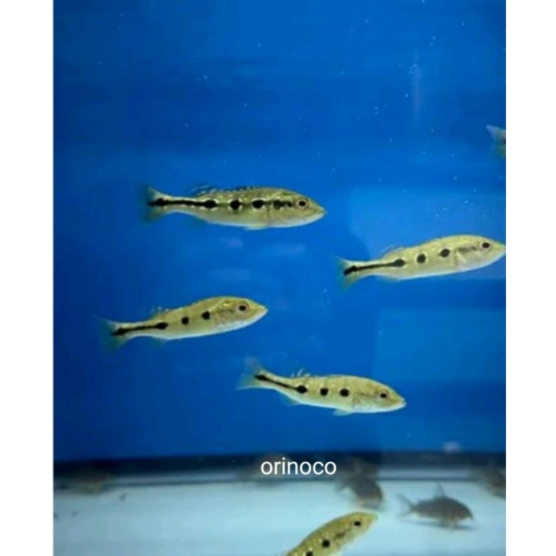hiasan aquarium pbass orinoco 4-6 cm