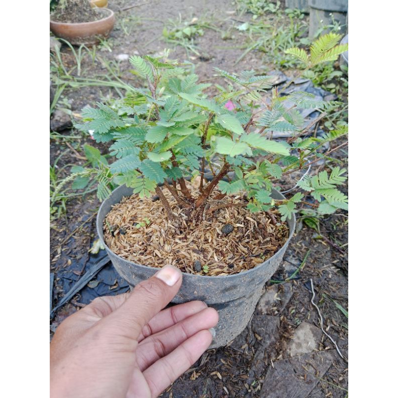 bonsai Putri malu