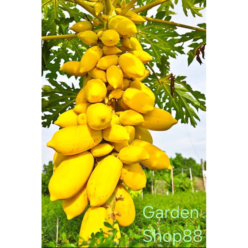 5 butir benih pepaya golden