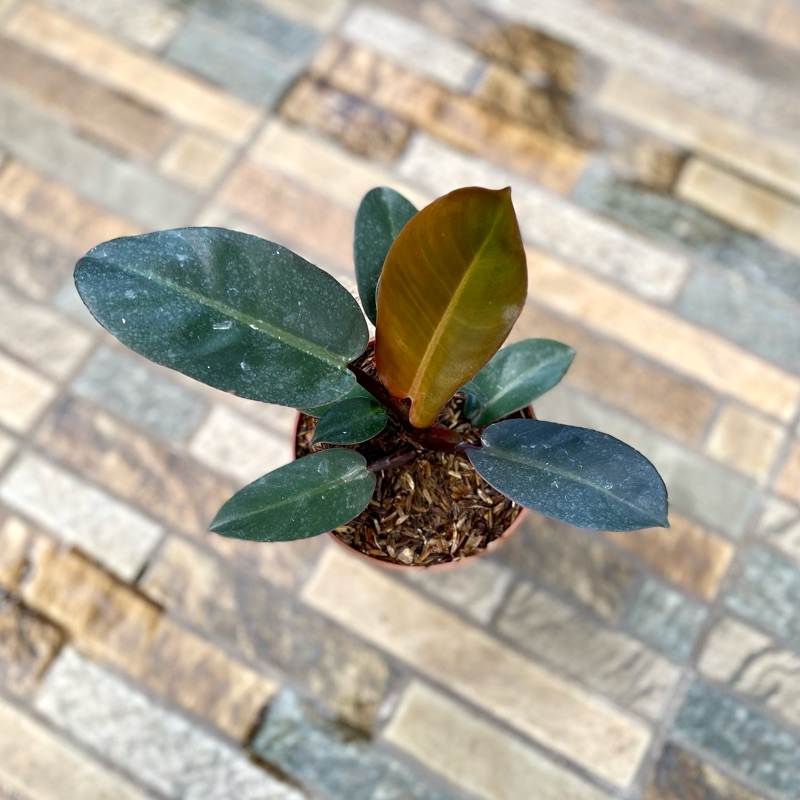 pillow Black Cardinal