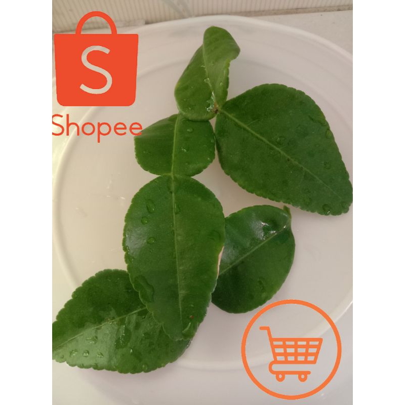 

Daun jeruk bumbu Daun jeruk segar