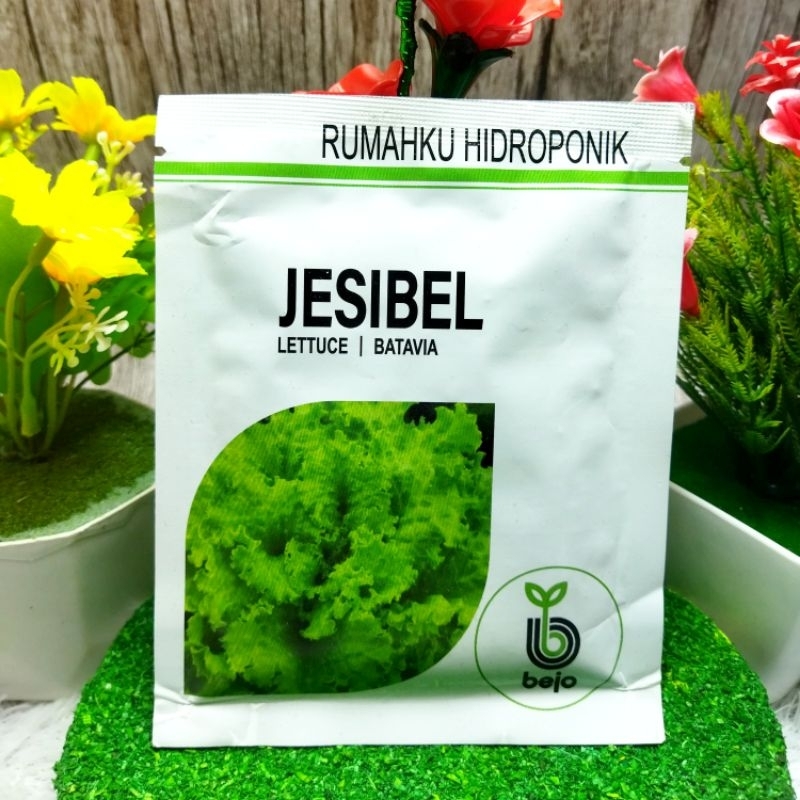 Bibit Benih Selada JESIBEL Bejo Seed Batavia Lettuce 1000 Pills