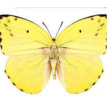 Awetan serangga kupukupu kuning