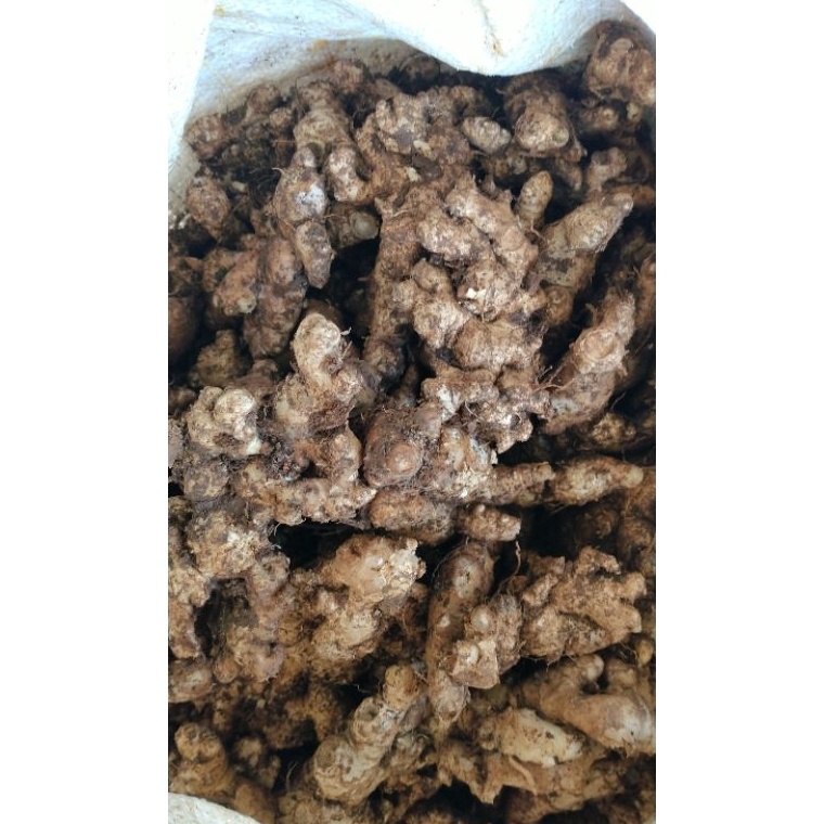 

jahe emprit segar 1kg