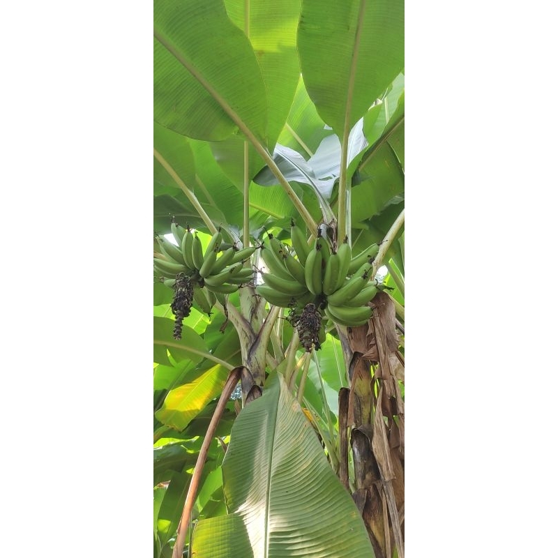 

Pisang Goroho Mentah Manado 1kg