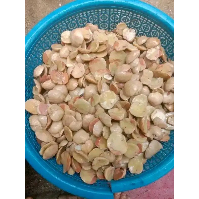 

jengkol rebus