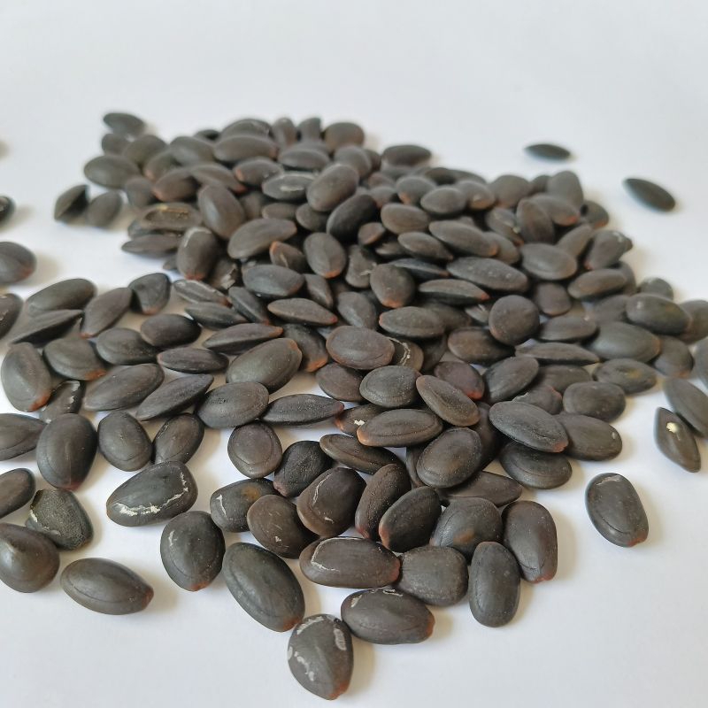 

Biji kedawung premium 1kg / Biji Kedaung / biji kedawung / herbal