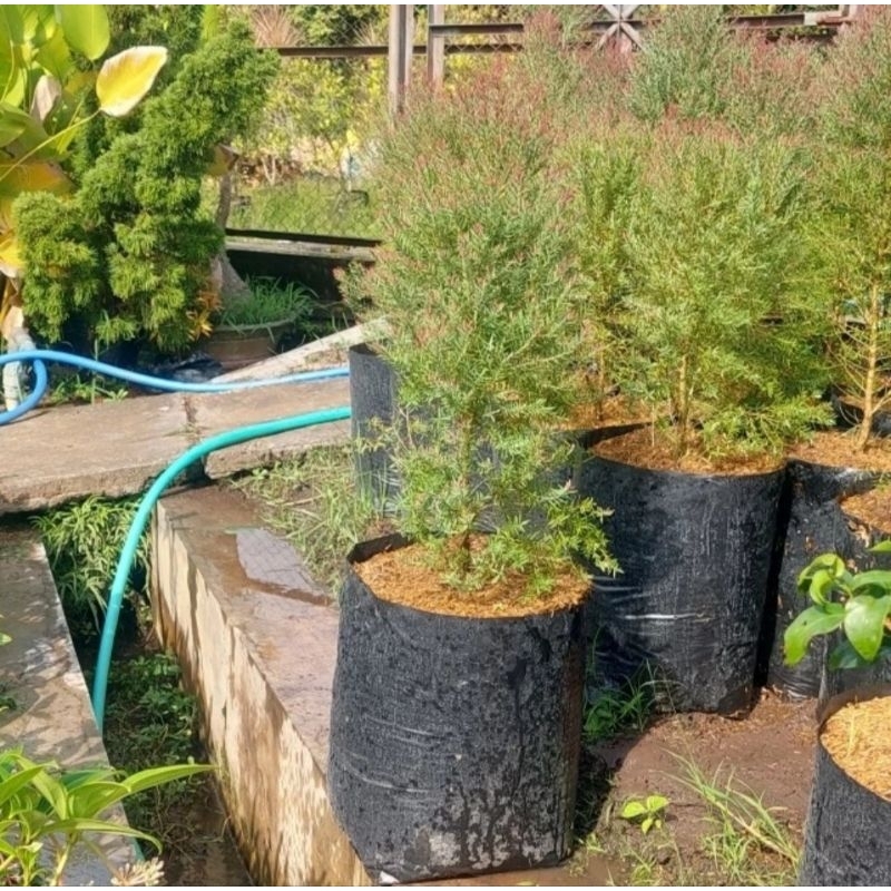 tanaman minyak kayu putih micro dewasa