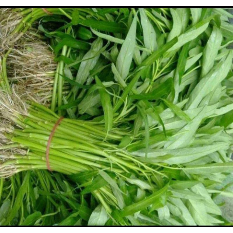 

kangkung organik kangkung 1ikat tanpa pupuk kimia