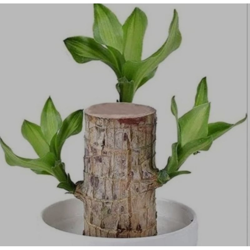 Bonsai hanjuang hijau brazilian wood - tanaman hias hanjuang hijau