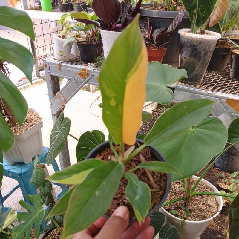 philodendron ring of fire